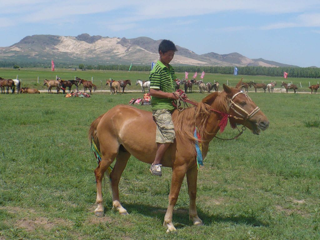 Mongolian horses